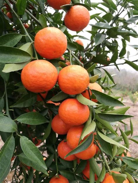 斜眼 橘子樹好種嗎